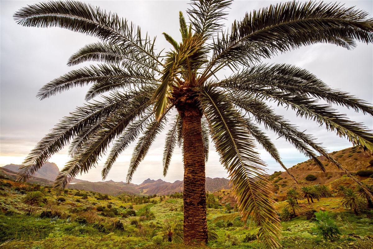 carnet de voyage à La Gomera