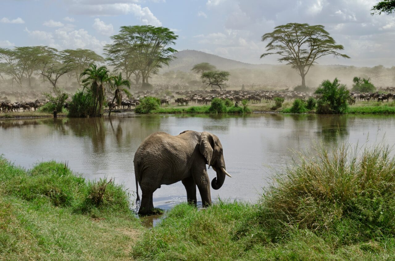 Tanzanie sauvage