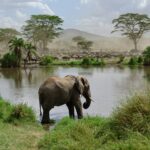 Tanzanie sauvage