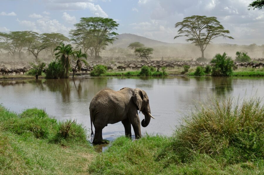 Tanzanie sauvage